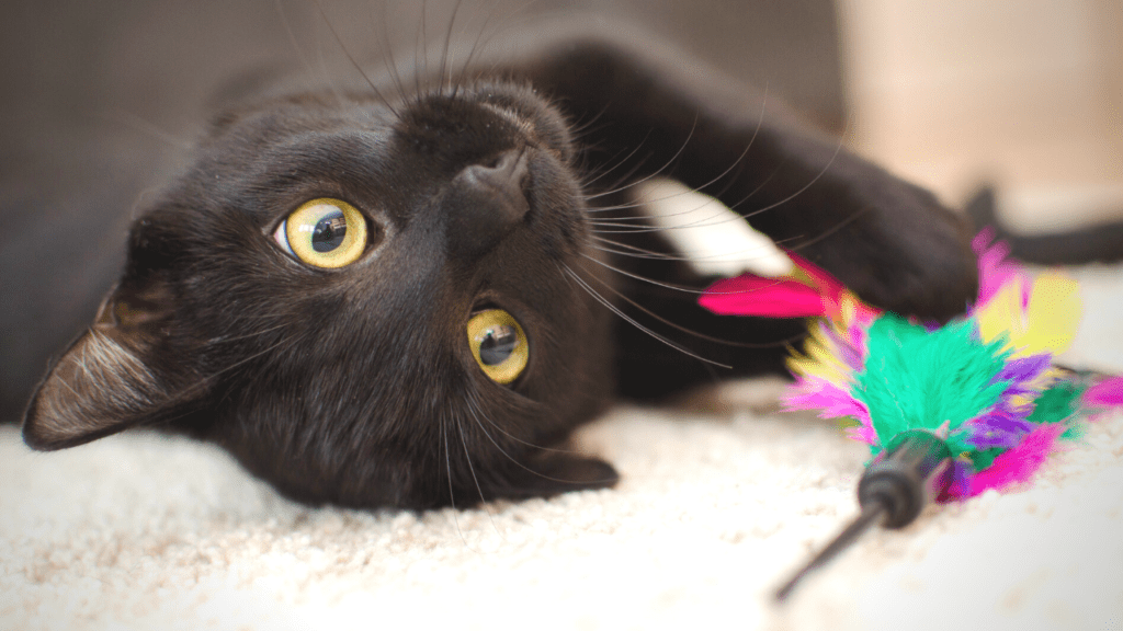 kitten playing with toys