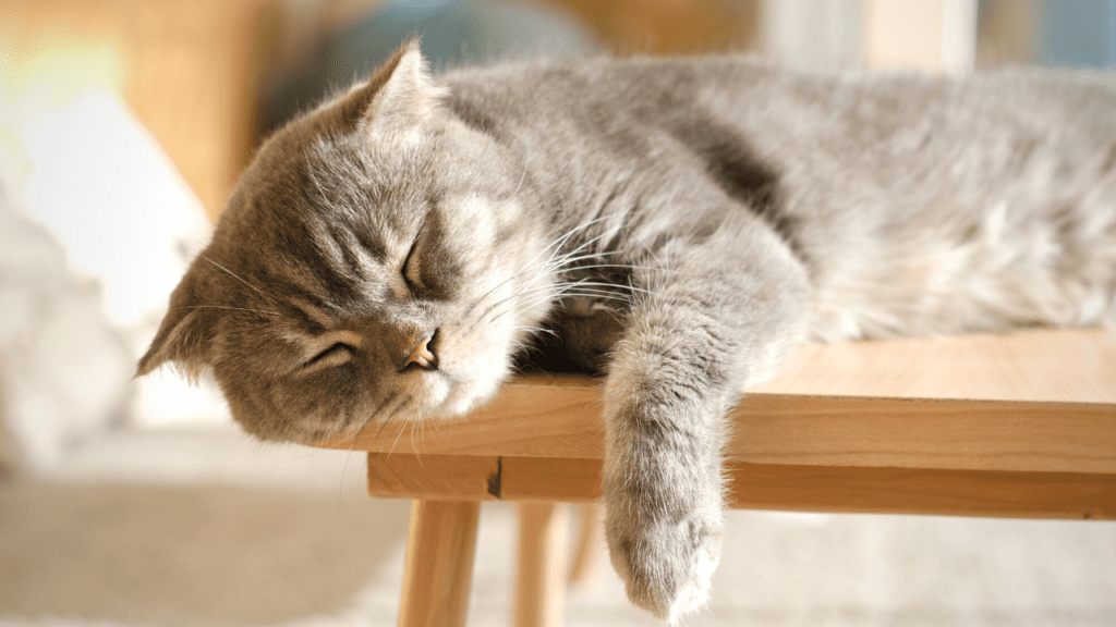 sleeping older kitty