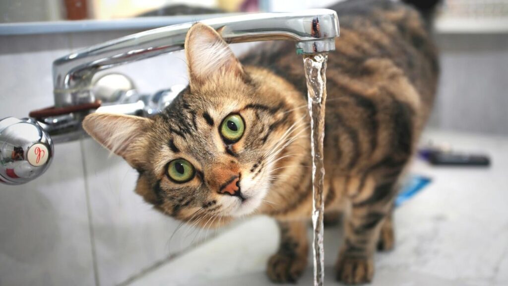 Cat drinking water from a faucet