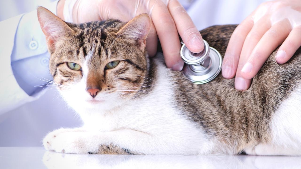 Sick cat with dehydration