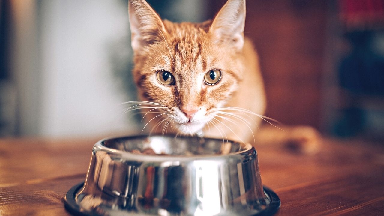 Cat-drinking-water-to-stop-dehydration