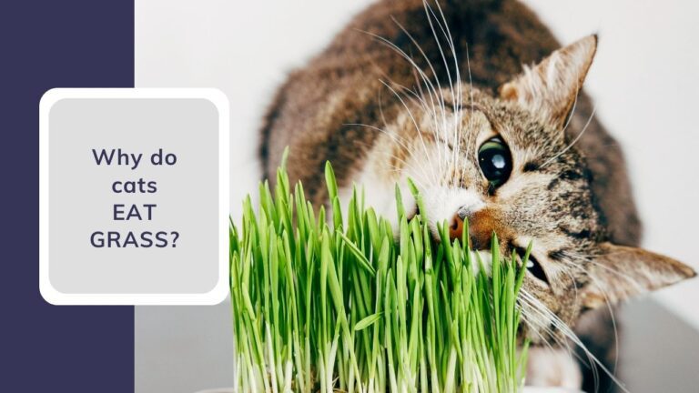 Why does my cat eat grass