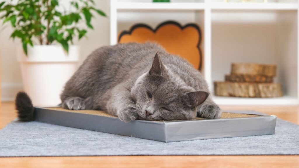 cat scratching board