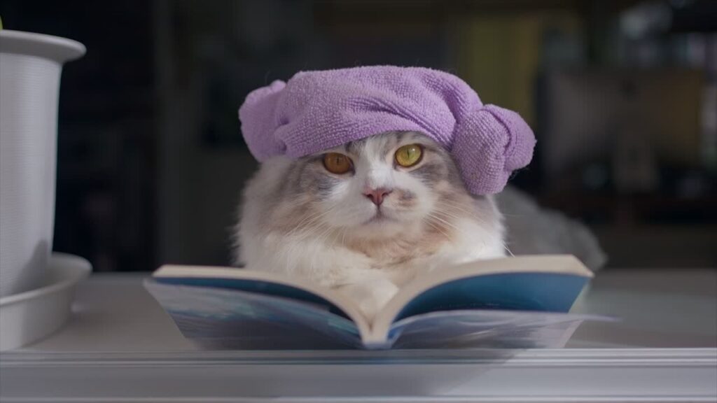 do cats like to be pampered