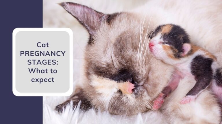 Cat pregnancy stages, an easy guide