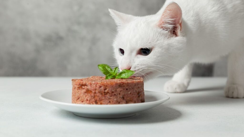 cat eating protein