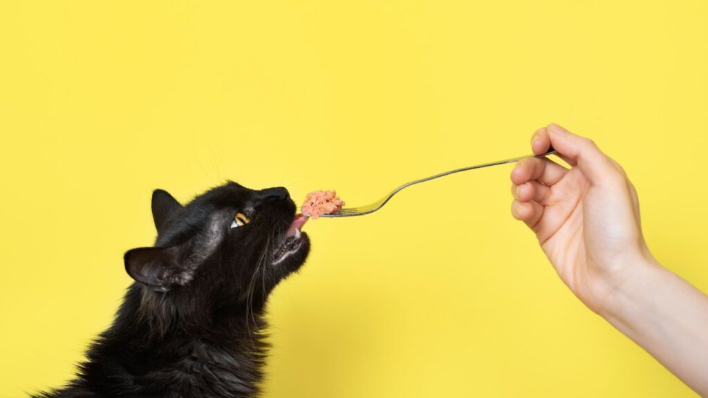 how much to feed a cat