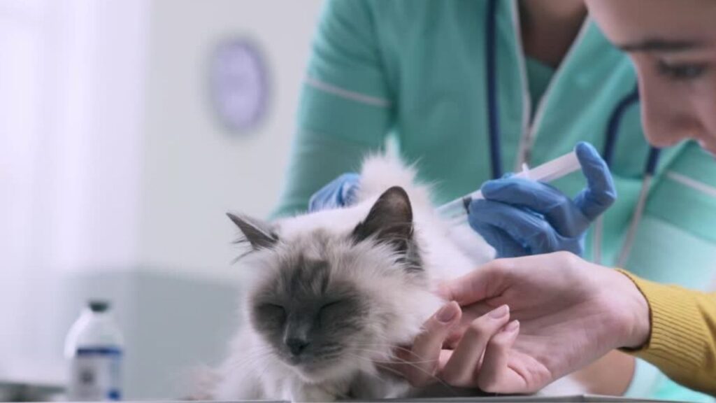 a cat gets his vaccinations