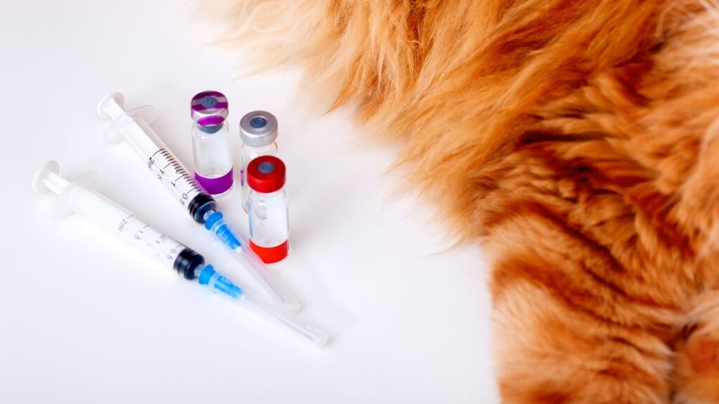 how much does a cat vaccination cost