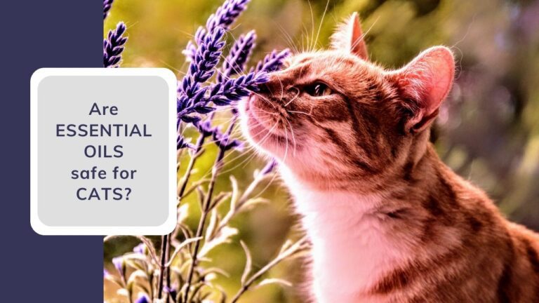 are essential oils toxic to cats