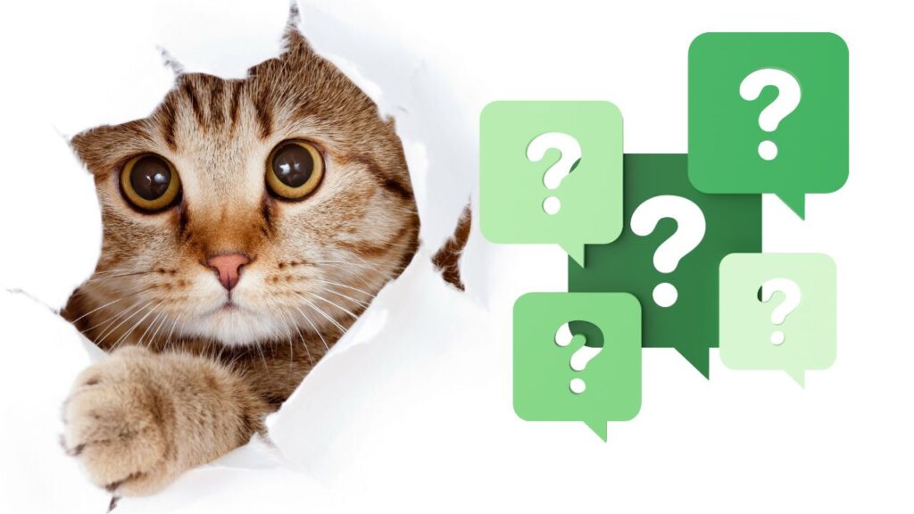 FAQS - how much does a cat cost