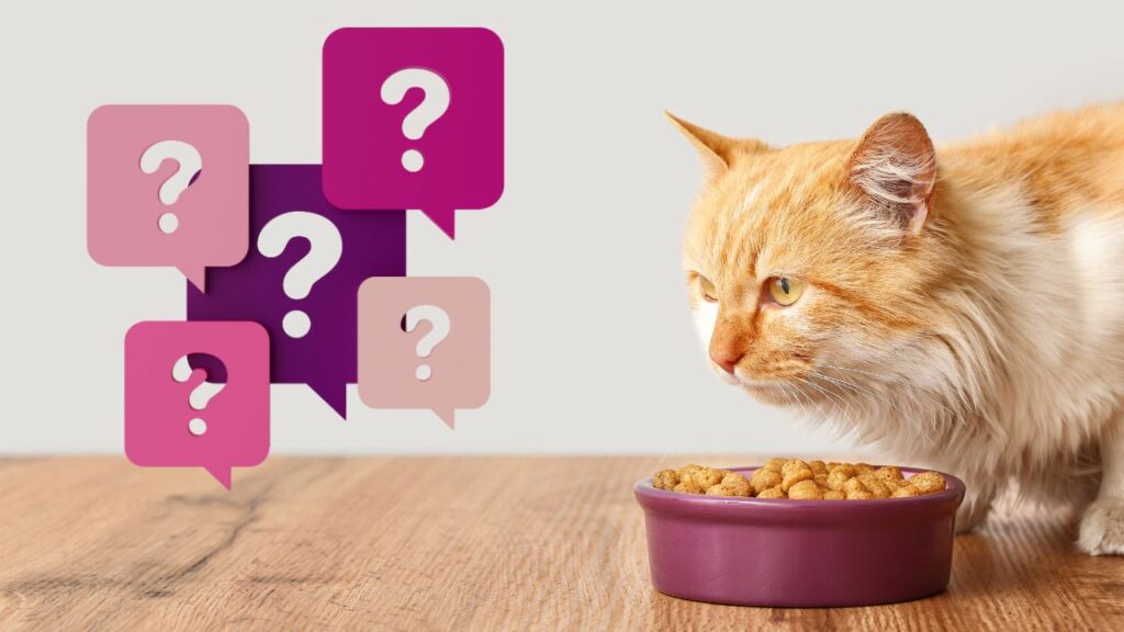 faqs - how much to feed a cat
