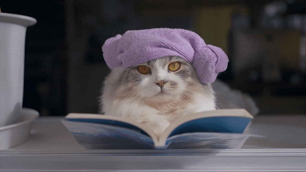 how much does a cat cost each month how much do cats cost depends on their breed and temperament