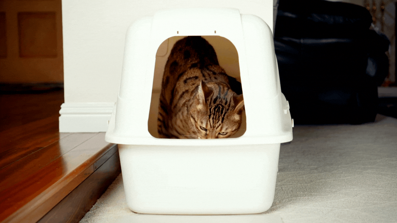 cat using the best cat litter